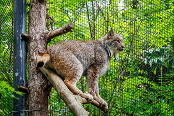 Eurasian lynx (Lynx lynx)