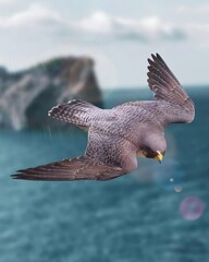 seagull in flight