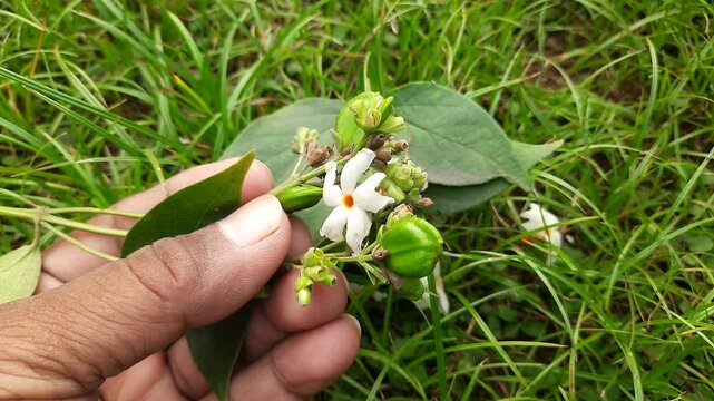 Nyctanthes arbor tristis fruits. It's other names &nbsp;night blooming jasmine, tree of sorrow flower, coral jasmine and  shiuli. Harsigar or parijat fruits.