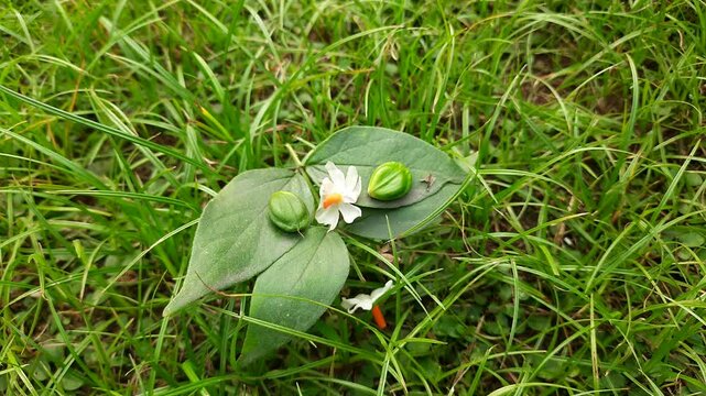 Nyctanthes arbor tristis fruits. It's other names &nbsp;night blooming jasmine, tree of sorrow flower, coral jasmine and  shiuli. Harsigar or parijat fruits.