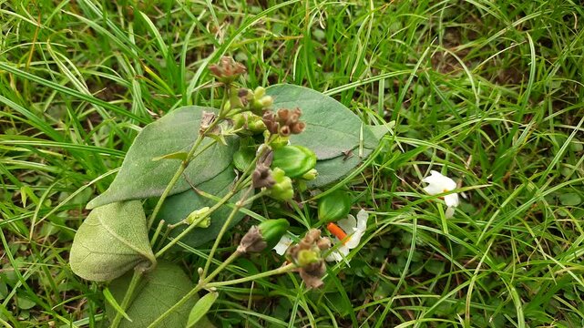 Nyctanthes arbor tristis fruits. It's other names &nbsp;night blooming jasmine, tree of sorrow flower, coral jasmine and  shiuli. Harsigar or parijat fruits.