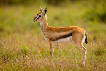 impala in the savannah