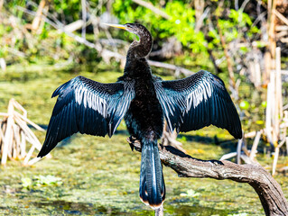 Anhinga Drying Wings