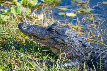 alligator in the swamp