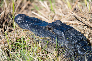 alligator head close up