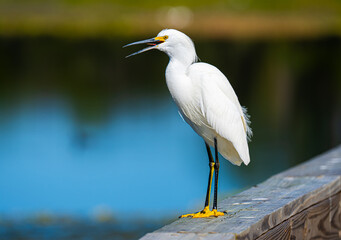 Snowy Egret 