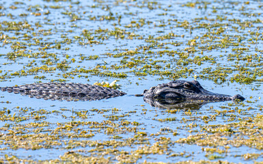 Naklejka premium Alligator in the water
