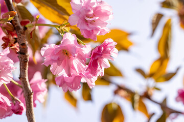 Pink cherry blossom flowers blooming on branch in spring