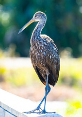 Limpkin Portrait