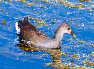 Juvenile Common Gallinule
