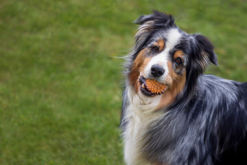A happy Australian Shepherd holding a ball in its mouth, standing on green grass.