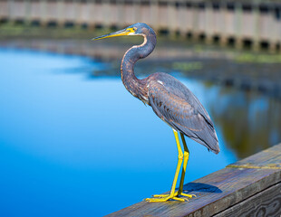 Tri-colored heron