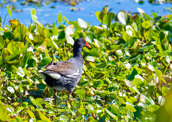 Common gallinule on Water lilies 