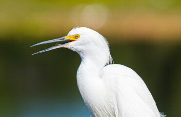 Snowy Egret Portrait