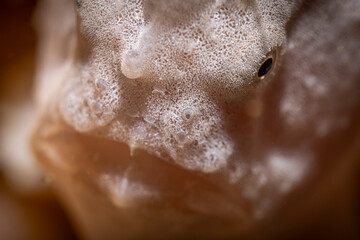 White frogfish head, Mabul Island, Malaysia