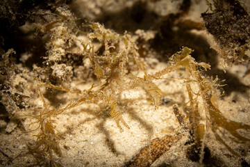 Decorated crab, Mabul Island, Malaysia