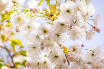 White cherry blossom flowers blooming on branch in spring