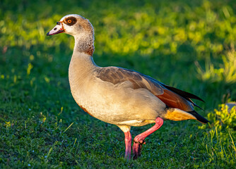 Egyptian goose on the grass