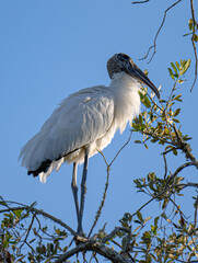 Wood Stork in Tree