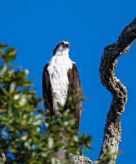 Osprey perched in tree