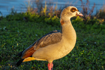 Egyptian goose on the grass