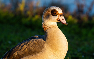 Egyptian Goose portrait
