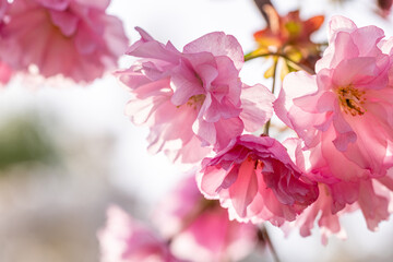 Beautiful pink cherry blossom flowers blooming on branch in spring