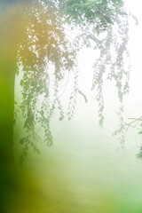 Obraz premium green nature abstract background 