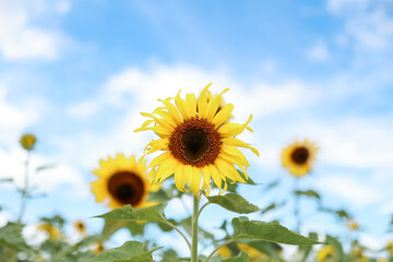 Sunflowers among valley and mountain,Beautiful sunflowers field and blue sky and cloud landscape