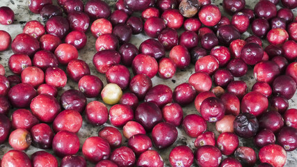 Freshly harvested berries displayed on a wooden surface at a local market in the morning sun