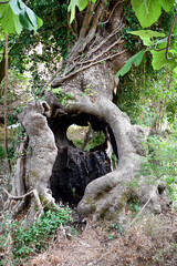 Greece, Thassos, Fig Tree