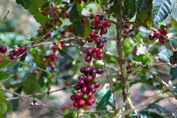 Cultivated with passion and care, they carry the aroma and rich history of Peruvian coffee culture. Villa Rica Peru