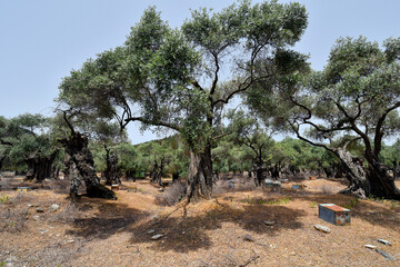 Fototapeta premium Greece, Thassos, Olive Farm