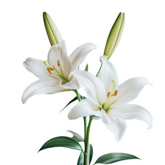 Obraz premium Easter Lilies on White Background for Celebrations Transparent PNG background.