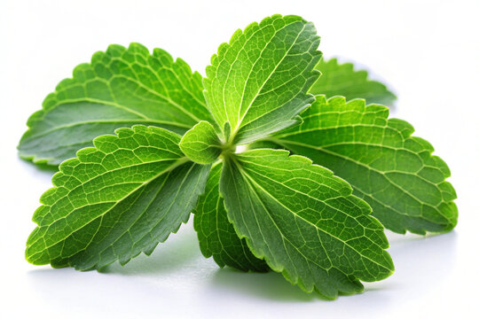 Green stevia leaves, isolated on white background