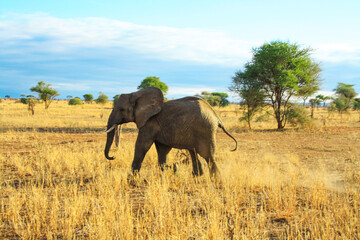 Obraz premium African elephant in the African savannah. Wildlife of Tanzania.