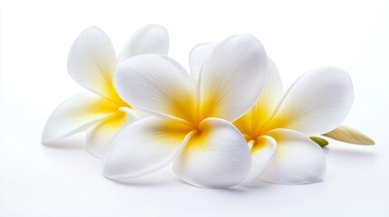 Naklejka premium frangipani isolated on white background