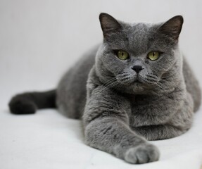 gray cat portrait