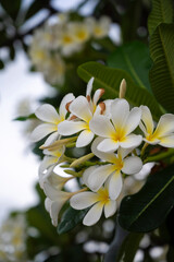 White Plumeria Frangipani and leaves green and Flowers spa plumeria flowers