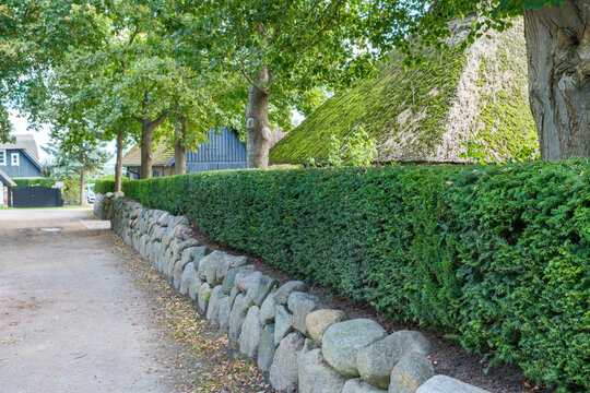 Taxus baccata Eibe geschnittene Hecke auf einer Findlingsmauer