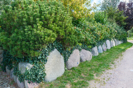 Findlingsmauer dicht bepflanzt mit Pinus mugo Latschenkiefer, Rosa rugosa Kartoffelrose und Hedera helix Efeu