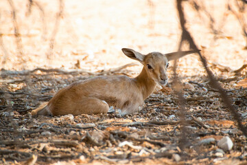 Scared springbok cub alone waits for mother to arrive