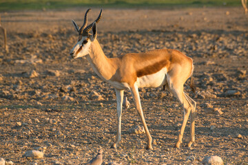 Springbok illuminated by the sunset light on alert in the Namibian savanna