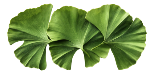 PNG Three stylized green ginkgo biloba leaves