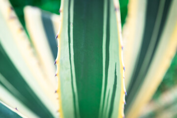 Variegated American Aloe (Agave americana) leaves with striking striped patterns and spiny edges, embodying both beauty and toughness, captured under natural sunlight that highlights their texture