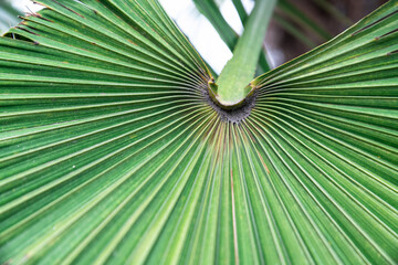 A dramatic view of Windmill Palm (Trachycarpus fortunei) fronds with elongated, fine lines, presenting a natural burst of green energy, captured in vibrant sunlight, accentuates its organic structure
