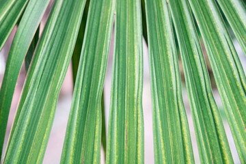The fan-shaped leaves of a Windmill Palm (Trachycarpus fortunei) tree stretch out in soft, radiant light, symbolizing the serene flow of nature and the lushness of tropical growth