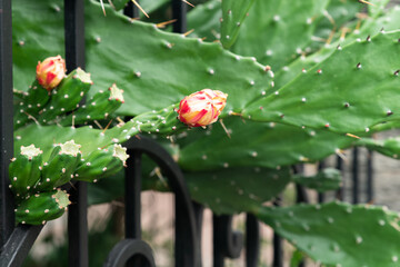A close-up of a blooming Drooping prickly pear (Opuntia monacantha) flower with vivid petals, juxtaposed with spiny pads, representing the delicate beauty of life amid harsh environments