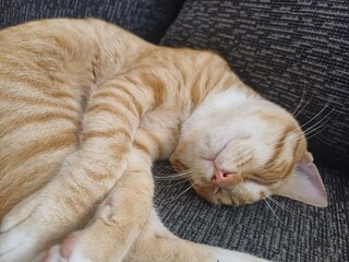 cat sleeping on the bed