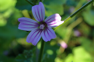 Obraz premium Flores del Ortegal.